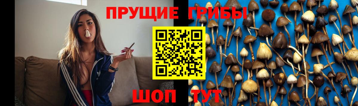 Галлюциногенные грибы Psilocybine cubensis  сколько стоит  Псилоцибиновые грибы GOLDEN TEACHER  Добрянка 